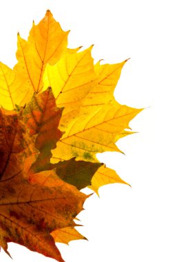 Sonbahar akçaağaç yaprağı, beyaza izole edilmiş. Geçmişi. Boşluğu kopyala.