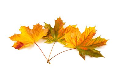 Sonbahar akçaağaç yaprağı, beyaza izole edilmiş. Geçmişi. Boşluğu kopyala.