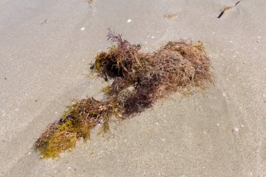 Kumsalda kum. Yaz dönemi. Tatil kavramı