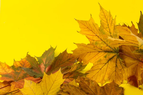 Autumn Maple Leaf Isolated Yellow Background Copy Space — Stock Photo, Image