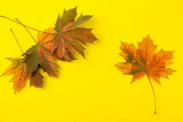 Autumn maple leaf, isolated on yellow.  Background. Copy space.