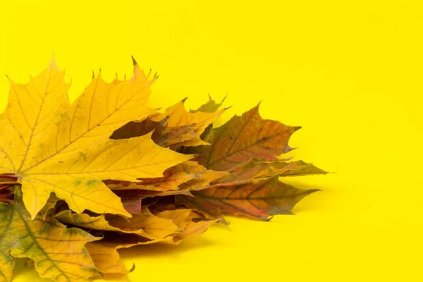 Autumn maple leaf, isolated on yellow.  Background. Copy space.
