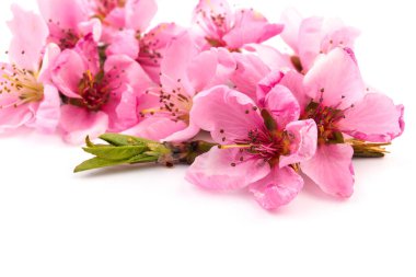 Taze yeşil yapraklı şeftalinin güzel pembe çiçekleri, beyaza izole edilmiş. Bahar arkaplanı