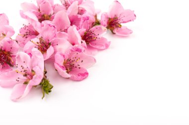 Taze yeşil yapraklı şeftalinin güzel pembe çiçekleri, beyaza izole edilmiş. Bahar arkaplanı