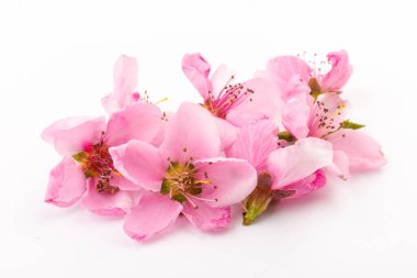 Taze yeşil yapraklı şeftalinin güzel pembe çiçekleri, beyaza izole edilmiş. Bahar arkaplanı