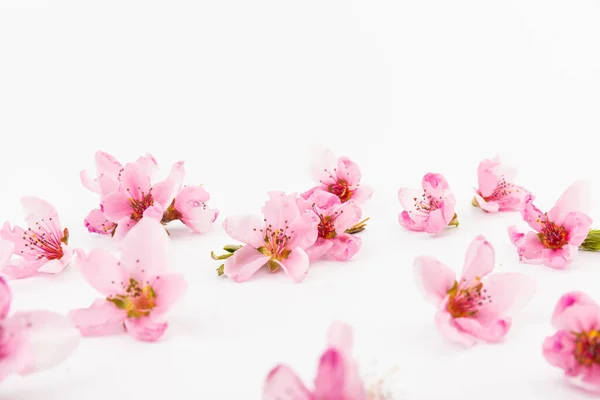 stock image Beautiful pink flowers of the peach with fresh green leaves, isolated on white. Spring background