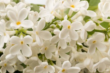 Makro - leylak bahar çiçeklerinin görüntüsü. Çiçekli leylak ağaçları