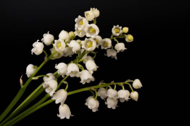 Convallaria majalis (vadideki zambak), zambak çiçeği düğünlerde kullanıldı ve çok pahalı olabilir. Uluslararası İşçi Bayramı 'nda vadi zambağı satmak Fransa' da bir gelenek haline geldi.