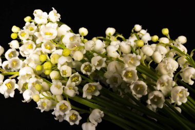 Convallaria majalis (vadideki zambak), zambak çiçeği düğünlerde kullanıldı ve çok pahalı olabilir. Uluslararası İşçi Bayramı 'nda vadi zambağı satmak Fransa' da bir gelenek haline geldi.