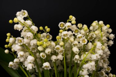 Convallaria majalis (vadideki zambak), zambak çiçeği düğünlerde kullanıldı ve çok pahalı olabilir. Uluslararası İşçi Bayramı 'nda vadi zambağı satmak Fransa' da bir gelenek haline geldi.