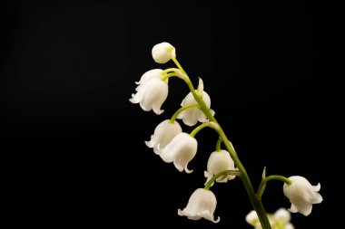 Convallaria majalis (vadideki zambak), zambak çiçeği düğünlerde kullanıldı ve çok pahalı olabilir. Uluslararası İşçi Bayramı 'nda vadi zambağı satmak Fransa' da bir gelenek haline geldi.