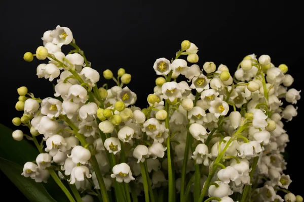 Convallaria majalis (vadideki zambak), zambak çiçeği düğünlerde kullanıldı ve çok pahalı olabilir. Uluslararası İşçi Bayramı 'nda vadi zambağı satmak Fransa' da bir gelenek haline geldi.