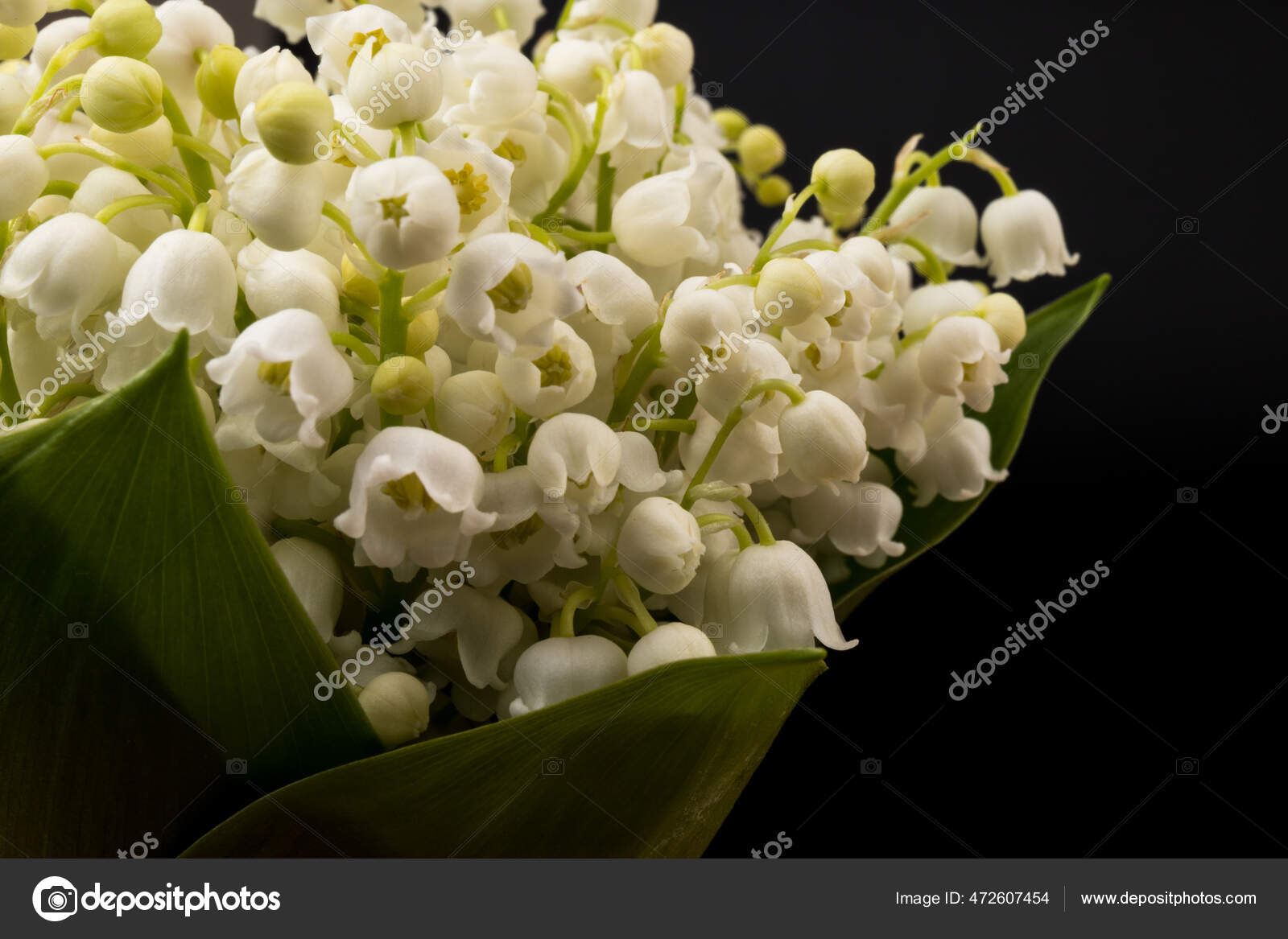 Convallaria majalis (Lily of the Valley, Lily-of-the-valley)