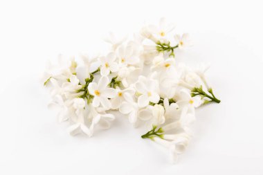 Makro - leylak bahar çiçeklerinin görüntüsü. Çiçekli leylak ağaçları