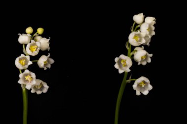 Convallaria majalis (vadideki zambak), zambak çiçeği düğünlerde kullanıldı ve çok pahalı olabilir. Uluslararası İşçi Bayramı 'nda vadi zambağı satmak Fransa' da bir gelenek haline geldi.