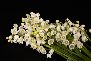 Convallaria majalis (vadideki zambak), zambak çiçeği düğünlerde kullanıldı ve çok pahalı olabilir. Uluslararası İşçi Bayramı 'nda vadi zambağı satmak Fransa' da bir gelenek haline geldi.