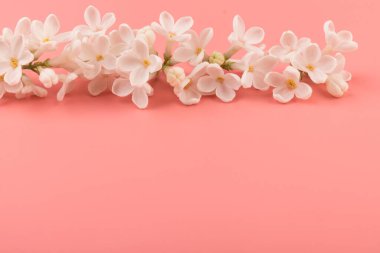 Makro - leylak bahar çiçeklerinin görüntüsü. Çiçekli leylak ağaçları