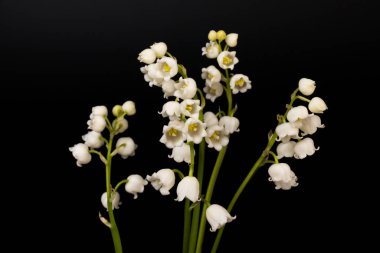 Convallaria majalis (vadideki zambak), zambak çiçeği düğünlerde kullanıldı ve çok pahalı olabilir. Uluslararası İşçi Bayramı 'nda vadi zambağı satmak Fransa' da bir gelenek haline geldi.