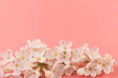 Makro - leylak bahar çiçeklerinin görüntüsü. Çiçekli leylak ağaçları