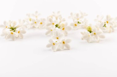 Makro - leylak bahar çiçeklerinin görüntüsü. Çiçekli leylak ağaçları