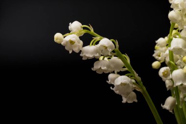 Convallaria majalis (vadideki zambak), zambak çiçeği düğünlerde kullanıldı ve çok pahalı olabilir. Uluslararası İşçi Bayramı 'nda vadi zambağı satmak Fransa' da bir gelenek haline geldi.