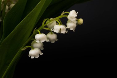 Convallaria majalis (vadideki zambak), zambak çiçeği düğünlerde kullanıldı ve çok pahalı olabilir. Uluslararası İşçi Bayramı 'nda vadi zambağı satmak Fransa' da bir gelenek haline geldi.