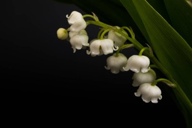 Convallaria majalis (vadideki zambak), zambak çiçeği düğünlerde kullanıldı ve çok pahalı olabilir. Uluslararası İşçi Bayramı 'nda vadi zambağı satmak Fransa' da bir gelenek haline geldi.