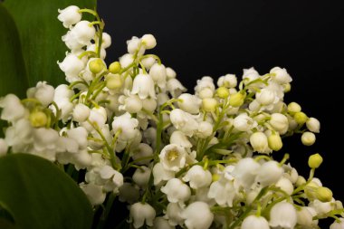 Convallaria majalis (vadideki zambak), zambak çiçeği düğünlerde kullanıldı ve çok pahalı olabilir. Uluslararası İşçi Bayramı 'nda vadi zambağı satmak Fransa' da bir gelenek haline geldi.