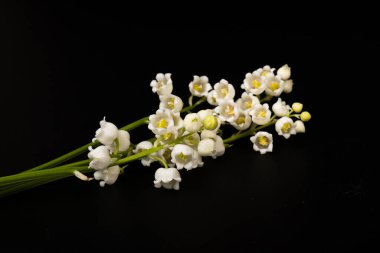 Convallaria majalis (vadideki zambak), zambak çiçeği düğünlerde kullanıldı ve çok pahalı olabilir. Uluslararası İşçi Bayramı 'nda vadi zambağı satmak Fransa' da bir gelenek haline geldi.