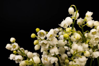 Convallaria majalis (vadideki zambak), zambak çiçeği düğünlerde kullanıldı ve çok pahalı olabilir. Uluslararası İşçi Bayramı 'nda vadi zambağı satmak Fransa' da bir gelenek haline geldi.