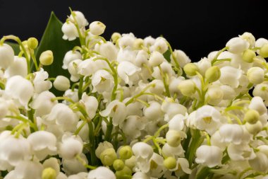 Convallaria majalis (vadideki zambak), zambak çiçeği düğünlerde kullanıldı ve çok pahalı olabilir. Uluslararası İşçi Bayramı 'nda vadi zambağı satmak Fransa' da bir gelenek haline geldi.