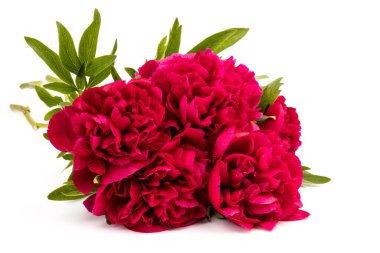 Beyaz arka planda izole edilmiş güzel kırmızı şakayık çiçeği. Dekorasyon için gösterişsiz çiçek açan şakayık resmi. 