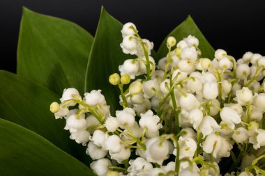 Convallaria majalis (vadideki zambak), zambak çiçeği düğünlerde kullanıldı ve çok pahalı olabilir. Uluslararası İşçi Bayramı 'nda vadi zambağı satmak Fransa' da bir gelenek haline geldi.