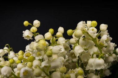 Convallaria majalis (vadideki zambak), zambak çiçeği düğünlerde kullanıldı ve çok pahalı olabilir. Uluslararası İşçi Bayramı 'nda vadi zambağı satmak Fransa' da bir gelenek haline geldi.