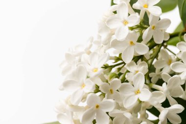 Makro - leylak bahar çiçeklerinin görüntüsü. Çiçekli leylak ağaçları