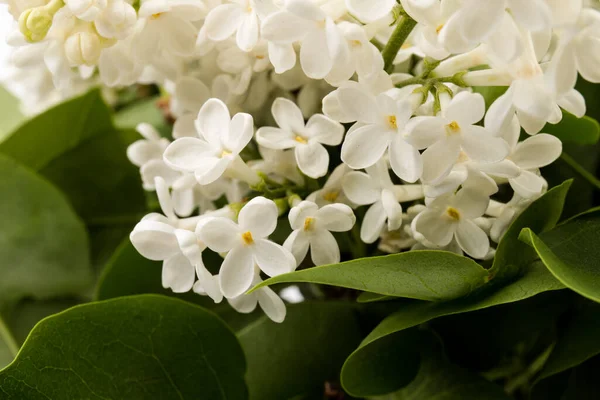 Makro - leylak bahar çiçeklerinin görüntüsü. Çiçekli leylak ağaçları