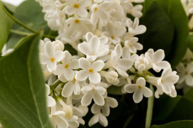 Makro - leylak bahar çiçeklerinin görüntüsü. Çiçekli leylak ağaçları