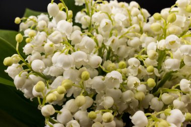 Convallaria majalis (vadideki zambak), zambak çiçeği düğünlerde kullanıldı ve çok pahalı olabilir. Uluslararası İşçi Bayramı 'nda vadi zambağı satmak Fransa' da bir gelenek haline geldi.