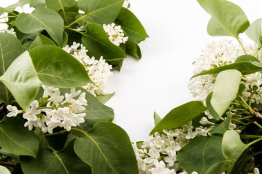 Makro - leylak bahar çiçeklerinin görüntüsü. Çiçekli leylak ağaçları