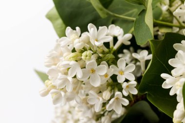 Makro - leylak bahar çiçeklerinin görüntüsü. Çiçekli leylak ağaçları