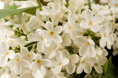 Makro - leylak bahar çiçeklerinin görüntüsü. Çiçekli leylak ağaçları