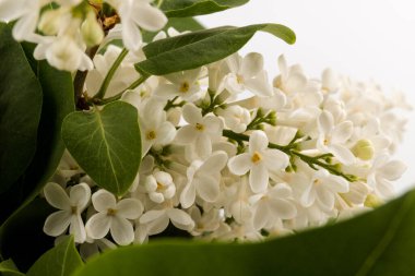 Makro - leylak bahar çiçeklerinin görüntüsü. Çiçekli leylak ağaçları