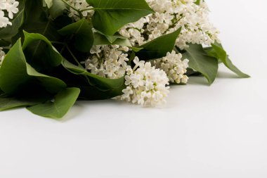 Makro - leylak bahar çiçeklerinin görüntüsü. Çiçekli leylak ağaçları