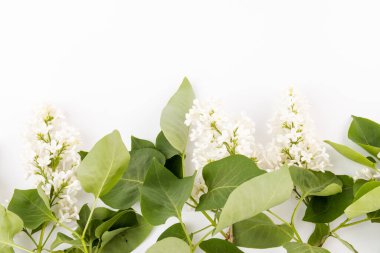 Makro - leylak bahar çiçeklerinin görüntüsü. Çiçekli leylak ağaçları