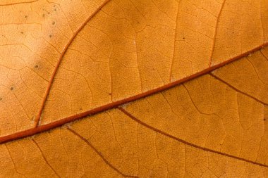 Sonbahar yaprağı yakın planda. Arkaplan. Boşluğu kopyala.