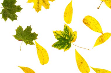 Sonbahar yaprağı beyaza yakın çekim yapıyor. Geçmişi. Boşluğu kopyala.