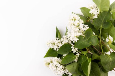 Makro - leylak bahar çiçeklerinin görüntüsü. Çiçekli leylak ağaçları