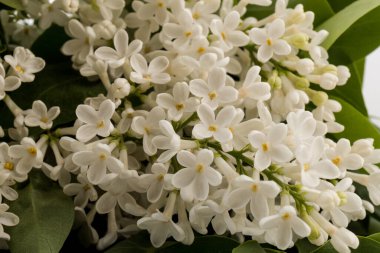 Makro - leylak bahar çiçeklerinin görüntüsü. Çiçekli leylak ağaçları