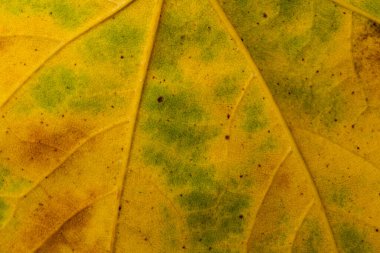 Sonbahar yaprağı yakın planda. Arkaplan. Boşluğu kopyala.