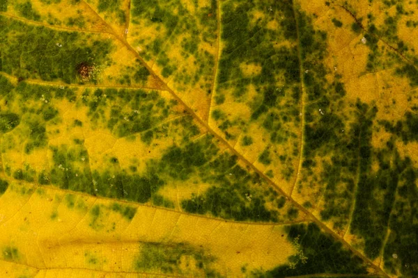 Foglia Autunno Primo Piano Sfondo Copia Spazio — Foto Stock